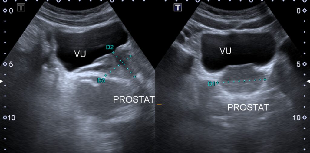 shutterstock 2440767855